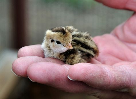 A bird in hand by champbass2, via Flickr.  Baby quail rescued.  The mother hatched them near a rice dyer and sudden truck activity frightened her away. Button Quail, Baby Ducks, Baby Chicks, Animals Friends, Beautiful Birds, Farm Animals, Pet Birds, Baby Animals