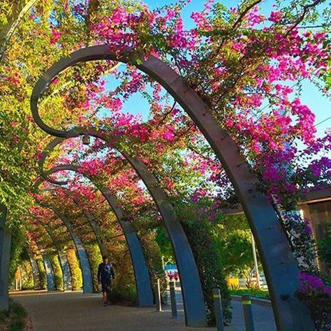 The Grand Arbour featuring bougainvillaea, at South Bank Parklands, Brisbane, Queensland. The arbour was designed by Melbourne-based architectural firm Denton Corker Marshall, and was officially opened in 2000... Garden Archway, Covered Walkway, Architectural Firm, Brisbane Queensland, Garden Arches, Landscape Elements, Backyard Paradise, South Bank, Shade Structure