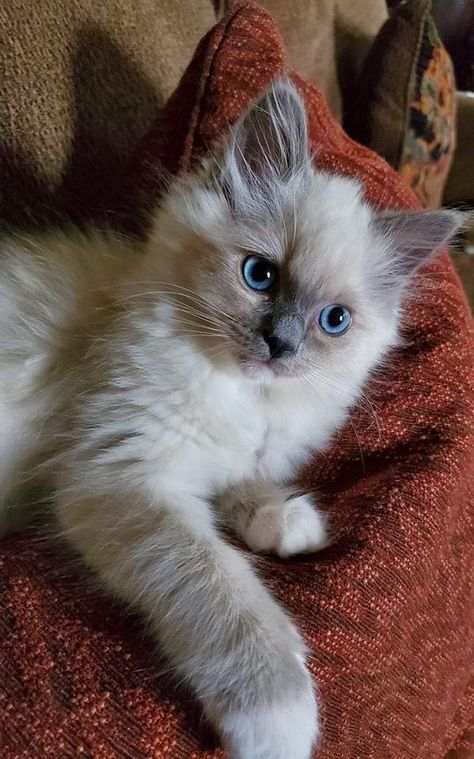 Ragdoll Cat Blue Point, Persian Cat Grey, Blue Mitted Ragdoll, Persian Cat Tattoo, Persian Cat Haircut, Grey Persian Cat, Blue Point Cat, Persian Cat Drawing, Black Persian Cat