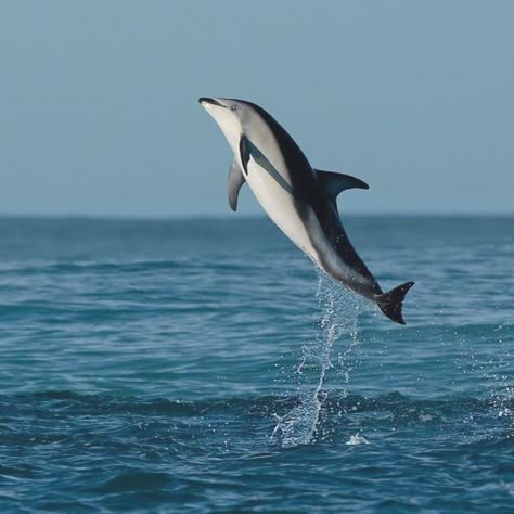 Dolphin Reference, Dolphin Reference Photo, Spinner Dolphin, Dolphins Underwater Photography, Dolphin In The Ocean, Diving With Dolphins, Dusky Dolphin, Whale Pictures, Dolphin Images