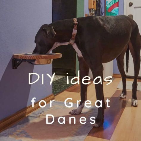 Great Dane with DIY food shelf Great Dane Kennel Ideas, Great Dane House Ideas, Great Dane Dog Room Ideas, Diy Great Dane Kennel, Dog Feeder Diy, Great Dane Dog Bed Ideas, Diy Outside Dog House, Great Dane Crate Ideas, Great Dane Water Bowl Ideas