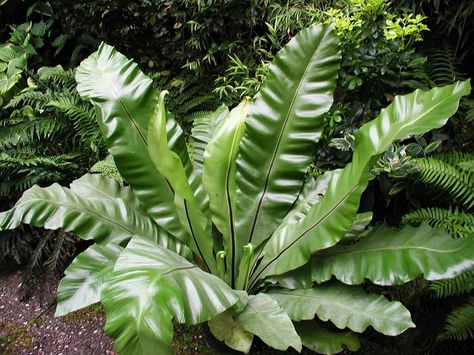 Asplenium Nidus, Asian Plants, Bird's Nest Fern, Florida Plants, Organic Soil, Spring Bulbs, Tropical Landscaping, Landscaping Plants, Tropical Garden