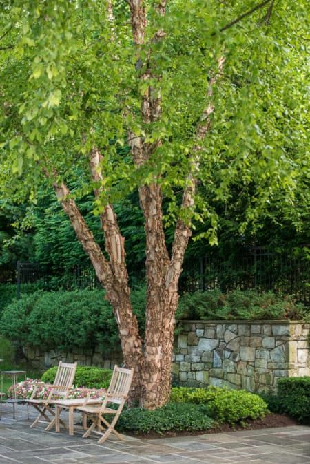 Heritage River Birch Tree, River Birch Trees Landscape Front Yards, River Birch Landscaping, Birch Tree Landscaping, River Birch Trees Landscape, Free Trees, Birch Trees Garden, River Birch Trees, Birch Trees Landscaping