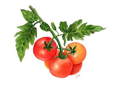 Watercolor Tomatoes, Tomato Drawing, Vegetable Painting, Tomato Vine, Fruit Still Life, Fruits Drawing, Watercolor Fruit, New Fruit, Poster Photo