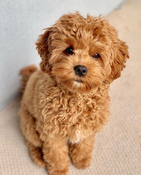 Cavapoo Puppies, Super Cute Puppies, Really Cute Dogs, Baby Animals Pictures, Cute Little Puppies, Toyama, Baby Puppies