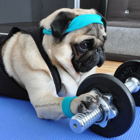 The gym is my bitch 😎 #nutellothepug #workout Psy Chihuahua, Cute Pug Puppies, Pugs And Kisses, Bulldog Francese, Baby Pugs, A Pug, Pug Puppies, The Pug, Pugs Funny