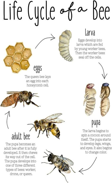 JIUFOTK Life Cycle Of A Bee Metal Tin Sign Bee Knowledge Poster Home Decor Guide Plaque Club Farm Room Wall Decoration 8x12 Inches Bees Preschool, Life Cycle Of A Bee, Bee Unit Study, Different Types Of Bees, Honey Bee Farming, Honey Bee Facts, Honey Bees Keeping, Bee Farming, Bee Life Cycle