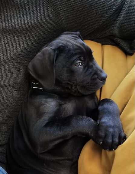 Black Cane Corso Puppy, Black Cane Corso Puppies, Cute Cane Corso, Pup Party, Black Cane Corso, Cane Corso Puppy, Lovers Tattoo, Cane Corsos, English Dogs