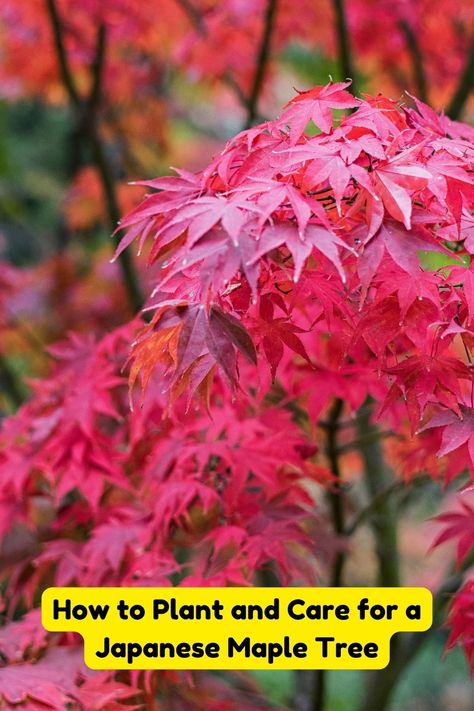 Looking to add some beauty to your yard with a Japanese Maple Tree? Here's a guide on how to plant and care for your new tree! Trimming Japanese Maple Trees, How To Shape A Japanese Maple Tree, Japanese Maple Tree Care, Golden Full Moon Japanese Maple, Japanese Bloodgood Maple Tree, Autumn Blaze Maple, Bloodgood Japanese Maple, Japanese Red Maple, Japenese Maple