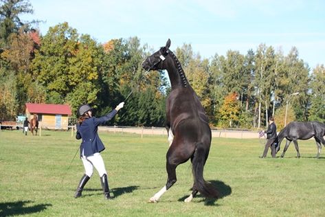 Toned Muscles, Horse Behavior, Horse Rearing, English Horse, Horse Horse, Most Beautiful Horses, Dressage Horses, Horse Owner, Behavior Problems