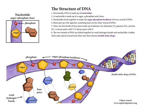 Dna Notes, Dna Structure, Science Earth, Nature Science, Ap Biology, Exploring Nature, Structure And Function, Biology Notes, Molecular Biology