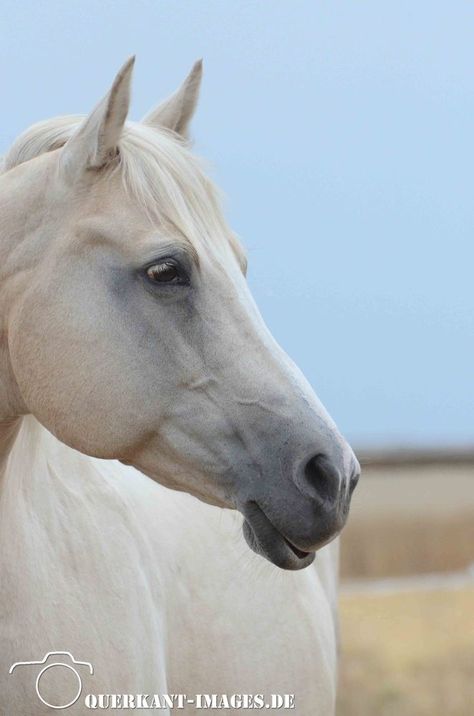 Palomino Quarter horse portrait. Palomino Quarter Horse, Horse Portraits, Stock Horse, Beautiful Horses Photography, Palomino Horse, American Quarter Horse, Horse Face, Appaloosa Horses, Horse Portrait