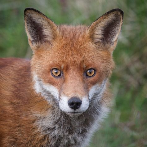 Red-Fox head detail_3 by Tony McLean, via Flickr Fox Profile Picture, Trickster Archetype, Felted Portraits, Fox Sitting, Fox Sculpture, Fluffy Things, Dragon Tea, Foxes Photography, Fox Pictures