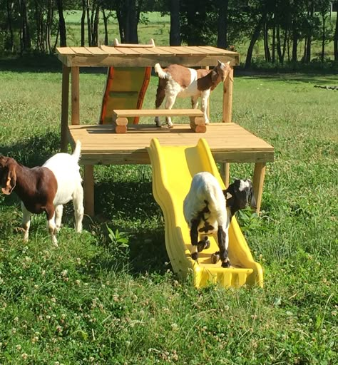 Playground for Goats‼️ Goat Yard Ideas, Diy Goat Playground, Ideas For Goats To Climb On, Playground For Goats, Pygmy Goat Playground Ideas, How To Build A Goat Playground, Pallet Goat Playground, Goat Pen Ideas Play Areas, Goat Playground Ideas Diy