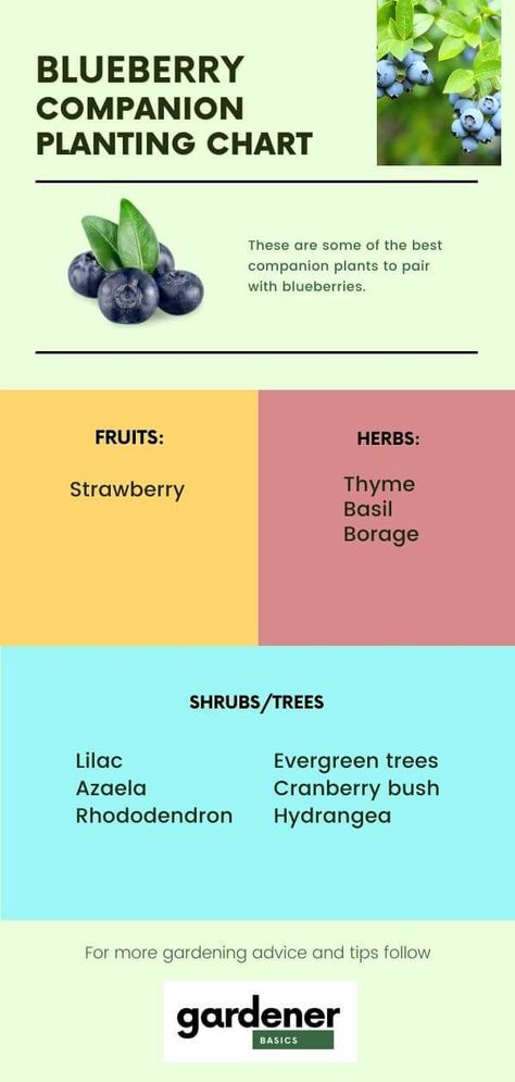 Orchard Companion Planting, What To Plant With Blueberries, Blueberry Companion Planting, Blueberry Bush Companion Plants, Companion Planting Blueberries, Companion Plants For Blueberries, Where To Plant Blueberry Bushes, Companion Planting Chart Flowers, Blueberry Bushes Growing