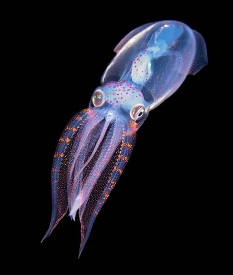 Deadly Sea Creatures, Unusual Sea Creatures, Deep Ocean Fish, Deep Sea Squid, Deep Sea Life, Deep Sea Creatures, Beautiful Sea Creatures, Shandy, Underwater Creatures