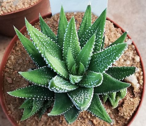 Zebra Cactus, Zebra Haworthia, Outdoor Vacation, Master Gardener, Root System, Small Succulents, Cactus Plant, Gardening Advice, Growing Indoors