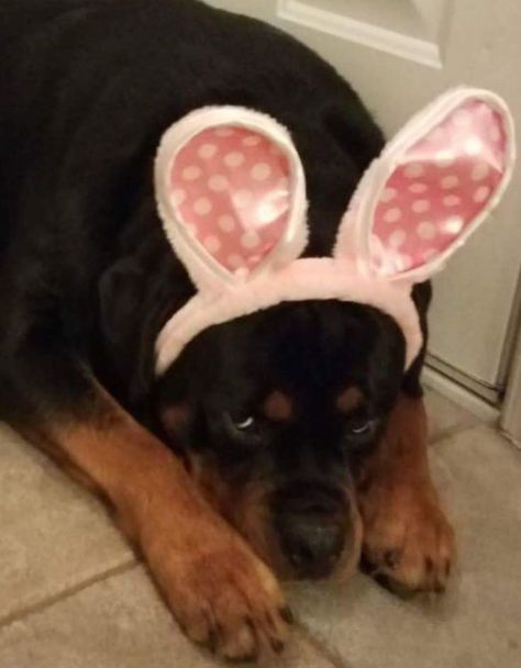 (CAPTURED SERIES #3)  "Don't you for a second believe that we are eve… #fantasy #Fantasy #amreading #books #wattpad Brain Reference, Rottweiler Dog Puppy, Rottweiler Pictures, Funny Rottweiler, Wrinkly Dog, Rottweiler Funny, Husky Voice, Rottweiler Love, Scary Dogs