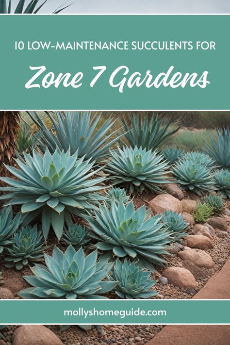 Explore the beauty of cold-hardy succulents with our collection of landscape succulents for Zone 7. Discover a variety of hardy succulents that thrive in outdoor gardens in zones 7A-7B and even Zone 8B. Create a stunning succulent garden in your outdoor space with these resilient plants. Plants For Zone 7 Landscapes, Zone 7 Landscaping Front Yards, Zone 7 Gardening, Privacy Fence Landscaping, Succulent Garden Outdoor, Zone 8b, Hardy Succulents, Zone 7, Plant Zones