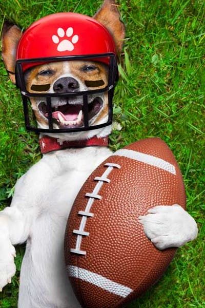 Activities For Football Players With Dogs #football #dogactivities #treibball #agility #jogging Dog Agility Aesthetic, Top Dog Names, Dog Playing Basketball, Dog Watching Football, Sporty Dog, Football Dog, Dog Thoughts, Alpha Dog, Dog Football