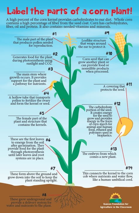 Ffa Activities, Agriculture Education Lessons, Agriculture Lessons, Plant Cycle, Agriculture Education Classroom, Agriculture Classroom, Ag Classroom, Teach Ag, Ag Science