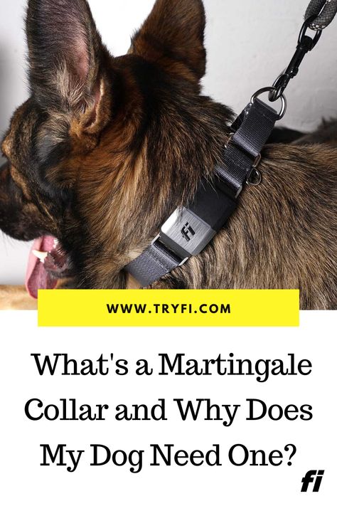 Turns out, you and your dog may need this collar more than you even realize! The Martingale collar is great for big pullers or dogs with smaller heads, as it tightens without choking to prevent pulling or backing out of the collar. Read more about why you need a martingale collar here! Martingale Dog Collar, Martingale Collar, Losing A Dog, German Shepherds, My Dog, German Shepherd, Dog Collar, Need This, Product Launch