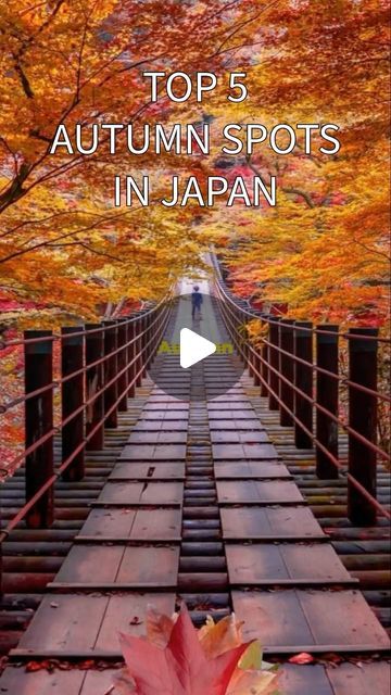 Edo Japan Travel on Instagram: "Top 5 autumn spots in Japan 🇯🇵   Discover the breathtaking beauty of Japan in autumn with our countdown of the Best Autumn Spots in Japan! In this video, we’ll take you through the top 5 must-visit locations that showcase stunning fall foliage and vibrant seasonal colors. From the iconic landscapes of Kyoto to the serene parks of Tokyo, each spot offers a unique experience that celebrates the charm of autumn. Join us as we explore picturesque temples, tranquil gardens, and breathtaking mountain vistas that will leave you in awe. Whether you’re a seasoned traveler or planning your first trip to Japan, these autumn destinations are sure to inspire your wanderlust. Don’t forget to like, share, and subscribe for more travel tips and guides! #Japan #Autumn #Tra Kyoto Japan Instagram, Fall In Japan, Edo Japan, Beauty Of Japan, Japan Autumn, Japanese Life, Trip To Japan, Life Rules, Breathtaking Beauty