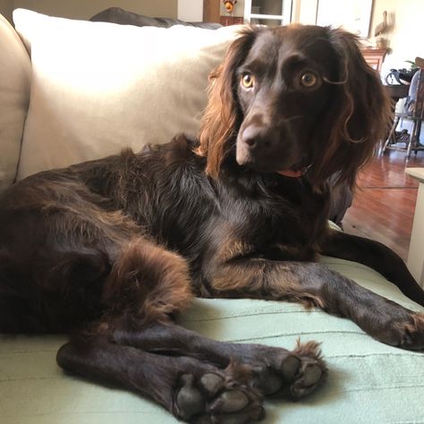 Dog Manifestation, Brown Spaniel, Black Cocker Spaniel, Boykin Spaniel, Beach Dog, Working Cocker, Disabled Dog, Dog Best Friend, Cocker Spaniel Puppies