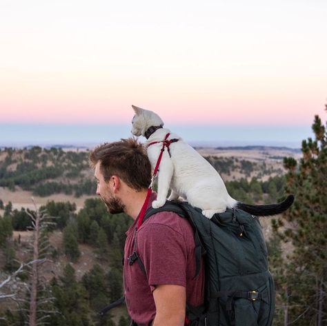 Adventures With Dogs, Adventure With Dog, Cat And Human, Traveling With Cats, Cat 2023, Hiking With Cats, Hiking With Dog, Humans And Animals, Pet Paradise