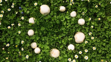 The Myth and Lore of The Fairy Ring - Garden Collage Magazine Fairy Ring Mushroom, Faerie Ring, Puffball Mushroom, Fairy Rings, Kid Friendly Backyard, Fairy Circle, Fairy Ring, Flower Truck, Mushroom Fungi