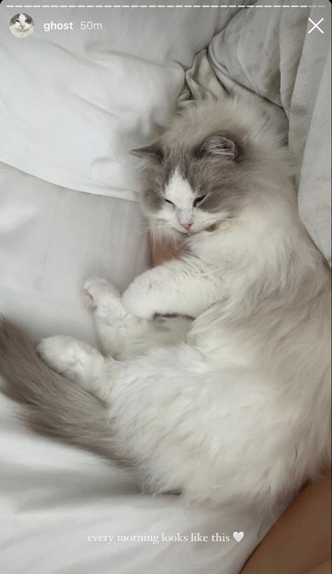 Aesthetic Ragdoll Cat, Brown Ragdoll Cat, Ragdoll Cat Aesthetic, Flame Point Ragdoll, White Ragdoll Cat, Fluffy Cat Breeds, Mitted Ragdoll, Flame Point, Ragdoll Cat Breed