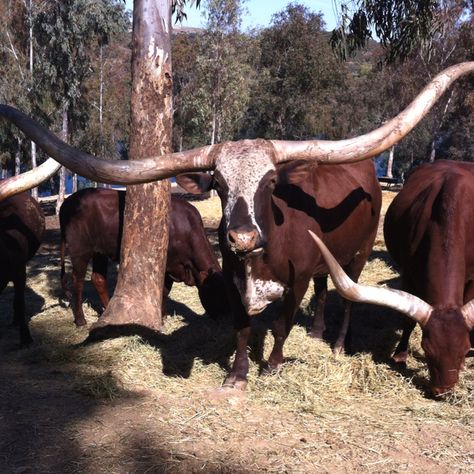 Es una vaca normal pero con unos cuernos descomunales. Estaba en la reserva de animales en la Sierra de Aracena en Huelva. Proviene de África. Rabbits, Deer, Cow, Animals