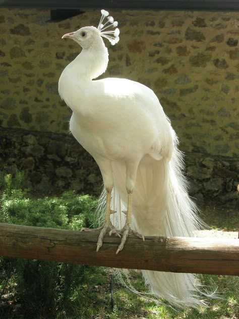 Peacock Albino, Peacock Facts, Albino Peacock, Peacock Wallpaper, Sunflower Pictures, White Peacock, Peacock Bird, Wildlife Park, Wallpaper Nature