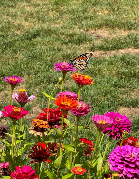 Zinnia Aesthetic, Pink Green Background, Nature Butterfly, Zinnia Flowers, Aesthetic Flowers, Flowers Aesthetic, Parts Of A Plant, Green Background, Summer 2023