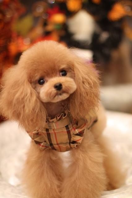 Ponytails Toy Poodle Haircut, Brown Poodle, Poodle Haircut, Poodle Cuts, Poodle Grooming, Love My Dog, Miniature Poodle, Poodle Puppy, Poodle Dog