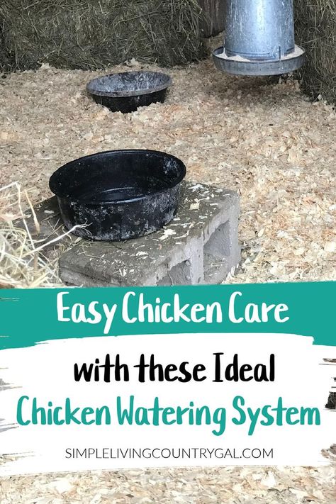 A list of The Best Chicken Watering Systems For Healthy Hens so you can ensure you are getting farm fresh eggs every day throughout the year. The pros and cons of our top pics and why they work so well with backyard chickens. What to watch for with dehydration so you can help your chickens drink more water and stay healthier. Best Chicken Watering System, Chicken Watering System, Chicken Water Feeder, Chicken Flock, Chicken Care, Chicken Waterer, Types Of Chickens, Chicken Keeping, Chicken Owner