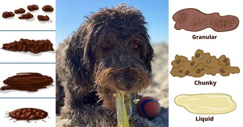 Dog Vomit Remedies, Dog Vomit, Sick Dog, Dog Health, Health Issues, Dog Treats, My Dog, Pet Care, Learn More