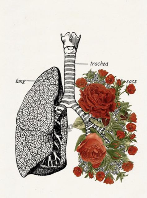 Deep breaths try to remember how much your lungs love the taste of air 🖤 if you know me or cared for patients with me I say this all the time Lungs Art, Medical Drawings, Art Du Collage, Human Figure Drawing, Human Anatomy Art, Medical Art, Medical Illustration, Print Collage, Rose Art