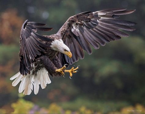 Haliaeetus leucocephalus: A North American raptor. Its range includes all of the contiguous United States, most of Canada and Alaska, and northern Mexico. Eagle Landing, Eagle Hunting, Haliaeetus Leucocephalus, Aigle Royal, Eagle Images, Eagle Wallpaper, Eagle Pictures, Eagle Tattoos, Eagle Art