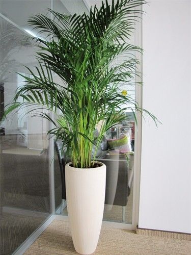 Modern Indoor Plants Decoration Ideas 2022| Outdoor Garden Decor | Home Gardening Ideas Big Potted Plants, Big Indoor Plants, Flowering House Plants, Vegetable Garden Planner, نباتا�ت منزلية, Potted Plants Outdoor, Indoor Flower Pots, Living Room Plants, Garden Planner