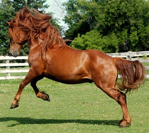 Canadian horse stallion, Garoy Heros Nestlé. photo: Carolle Beaudry. Canadian Horse, Horse Breeder, Pony Breeds, Morgan Horse, Types Of Horses, Animal References, Chestnut Horse, Breyer Horses, Draft Horses