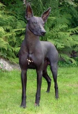 The Medio Inca Hairless Dog was bred by the ancient Inca of Peru for hunting.  It is a smaller version of the similar Grande.  Inca Hairless Dogs resemble the (also usually hairless) Inca Orchid dog, but have a longer neck & more athletic legs to serve them in hunting.  They are good with children & tolerant of any climate, but they require a lot of exercise and are not comfortable in small spaces. Peruvian Dog, Hairless Dogs, Longer Neck, Mexican Hairless Dog, Dog Breeds Pictures, Expensive Dogs, Orchid Photo, Dogs Stuff, Hairless Dog