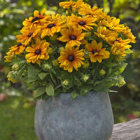 Sunbeckia® Carolina - Black-Eyed Susan - Rudbeckia hirta | Proven Winners Hillside Plants, Rudbeckia Hirta, Garden Mum, Yellow Petals, Yellow Plants, Proven Winners, Bee Friendly, Garden Containers, House Exteriors