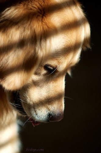 Golden Portrait, Chien Golden Retriever, Love My Dog, Cute Dogs And Puppies, Golden Retrievers, Beautiful Dogs, Animals Friends, I Love Dogs, Dog Life