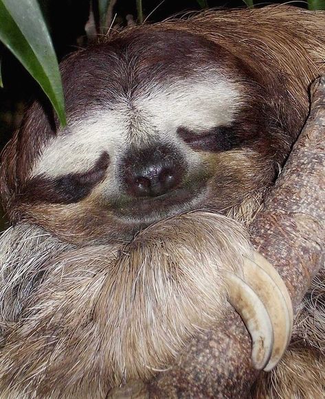 Caption thissss😂😂😂 - Thanks @slackness.d.sloth - 💝 Tell me your story @sloth4us . #sloth #sloths #slothsofinstagram  #slothsunday… Cute Sloth Pictures, Dallas World Aquarium, Sloth Sleeping, Parent Newsletter, Baby Sloth, Cute Sloth, Take A Nap, Koala Bear, Beautiful Creatures