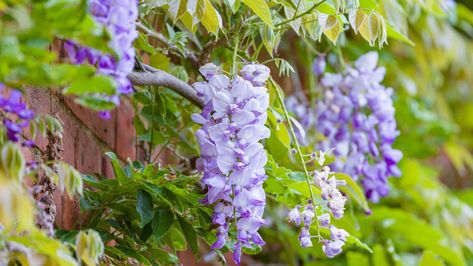 Can you grow wisteria in a pot? Absolutely, but there are 5 things to consider first — Ideal Home Growing Wisteria In A Pot, Wisteria Potted, Japanese Wisteria Tree, Indoor Wisteria, Wisteria In A Pot, Chinese Wisteria, Wisteria Plant, Wisteria, 5 Things