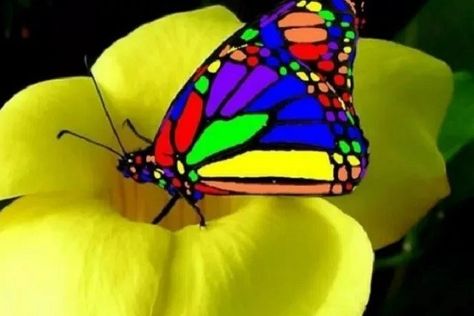 Butterfly Images, Rare Species, Butterfly Top, Rainbow Butterfly, Desktop Backgrounds, Romantic Movies, Butterfly Wallpaper, Beautiful Butterflies, Of Course