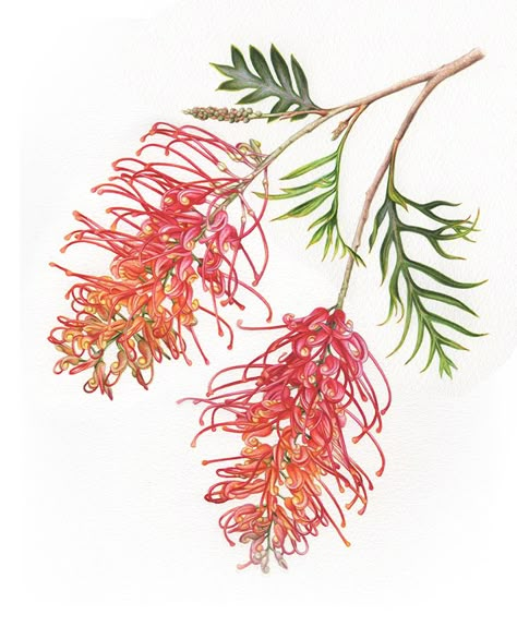 Australian Botanical Illustrations - Eucalyptus and Grevillea in watercolour. The latest project to come across my painting table has been quite the challenge, of course! Grevillea Flower Drawing, Watercolor Australian Flowers, Australian Natives Drawing, Australian Flowers Watercolour, Australian Native Illustration, Australian Native Wildflowers, Australian Native Flowers Watercolour, Native Australian Flowers Drawing, Australian Native Watercolour