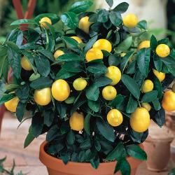 This item grows well in zones 9 - 10. View this product for details about its characteristics and for care and maintenance instructions. Multi Fruit Tree, Fruit Cocktail Tree, Cocktail Tree, Grow Vanilla Beans, Key Lime Tree, Growing Lemon Trees, Meyer Lemon Tree, How To Grow Lemon, Fruit Bearing Trees