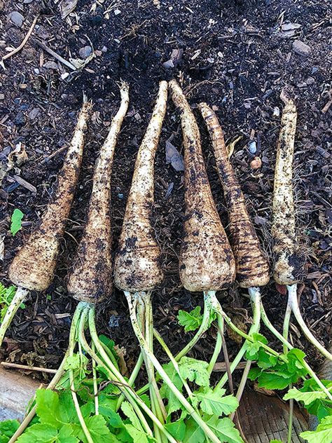 Parsnip Growing, Growing Parsnips, Garden 101, Seed Starting Mix, Cucumber Plant, Gardening Hacks, Gardening 101, Dental Humor, Garden Animals